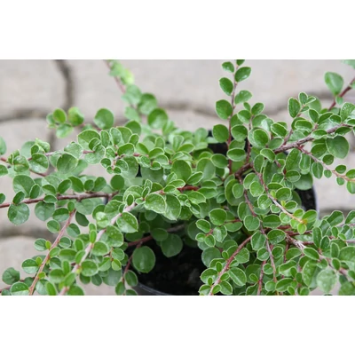 Cotoneaster dammeri var. radicans - Szőnyegmadárbirs