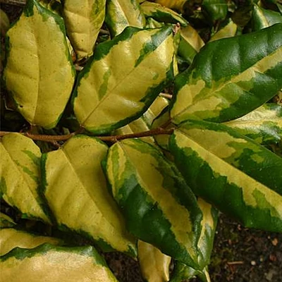 Elaeagnus ebbingei 'Costal Gold' - Tarkalevelű ezüstfa