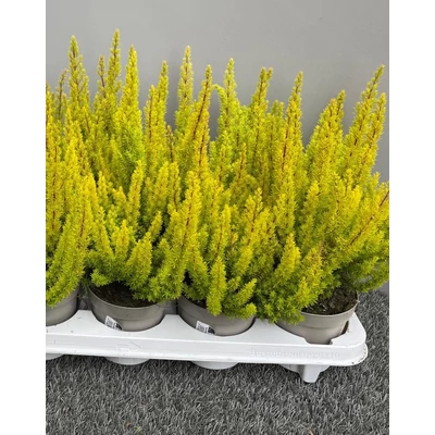 Erica arborea 'Albert's Gold' – Cserjés hanga, fás hanga