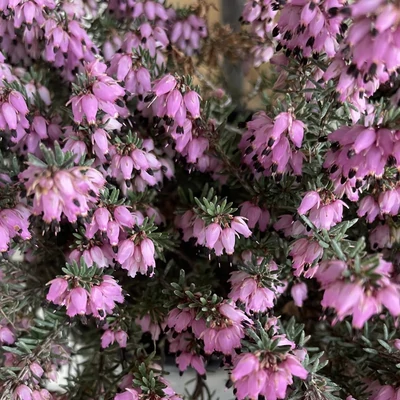 Erica x darleyensis 'Winter Surprise – Örökzöld hanga