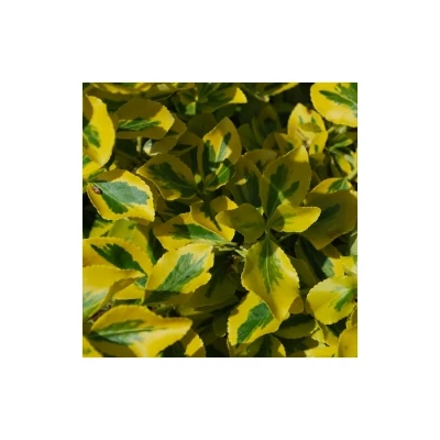 Euonymus fortunei 'Sunspot' - Arany kúszó kecskerágó