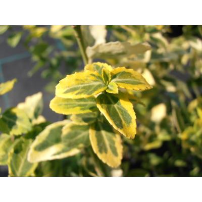 Euonymus fortunei 'Emerald'n Gold' - Aranytarka kúszó kecskerágó