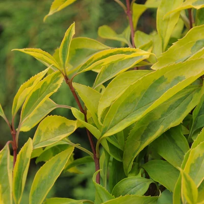 Forsythia x intermedia 'Golden Times' – Aranycserje (helytelenül: aranyeső, aranyvessző)