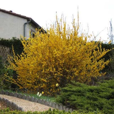 Forsythia x intermedia 'Spectabilis' – Aranycserje (helytelenül: aranyeső, aranyvessző)