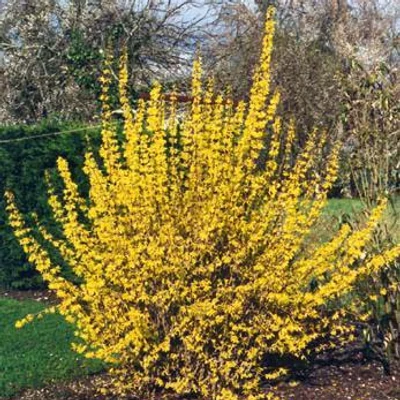 Forsythia x intermedia 'Maluch' – Aranycserje