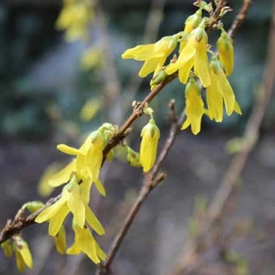 Forsythia x intermedia 'Era' – Aranycserje