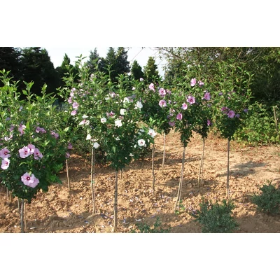 Hibiscus syriacus - Törzses szíriai mályvacserje