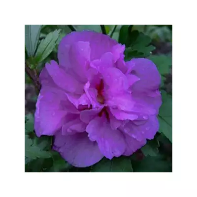 Hibiscus syriacus 'Ardens' - Lila virágú mályvacserje