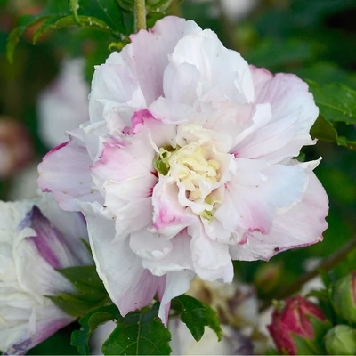 Hibiscus syriacus 'French Cabaret Pastel' – Mályvacserje