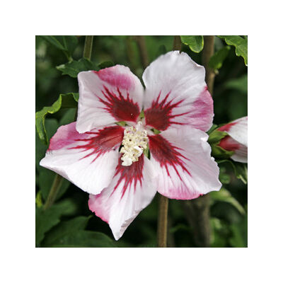 Hibiscus syriacus 'Hamabo' – Rózsaszín virágú mályvacserje