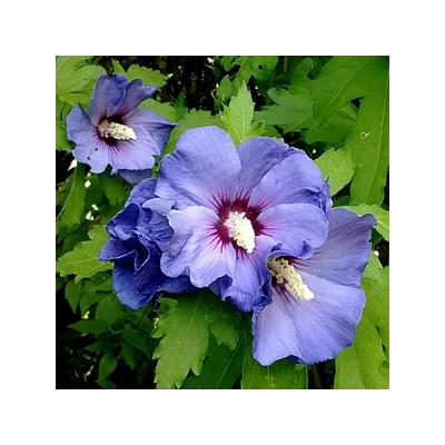 Hibiscus syriacus 'Marina' – Sötétkék virágú mályvacserje