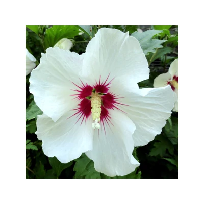 Hibiscus syriacus 'Red Heart' -  Fehér virágú vörös torkú mályvacserje