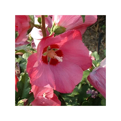 Hibiscus syriacus 'Woodbridge' - Magas törzsű sötét rózsaszín virágú mályvacserje