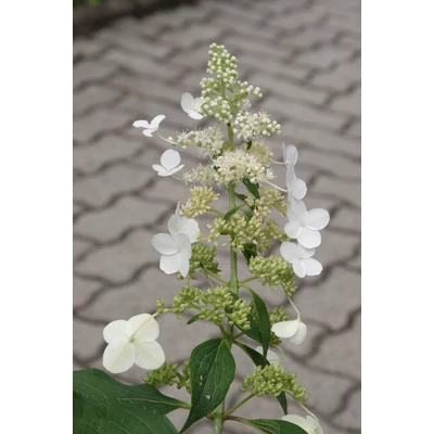 Hydrangea paniculata 'Grandiflora' - Fehér, kúpvirágú bugás hortenzia