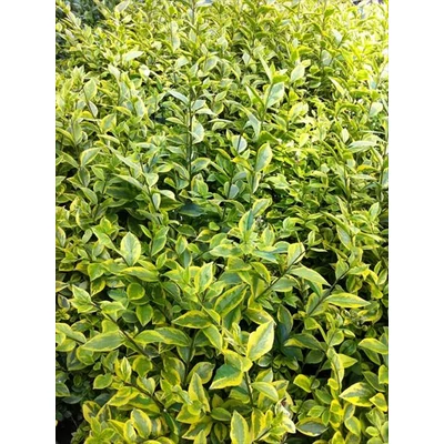Ligustrum ovalifolium 'Aureum' - Magas törzsű aranytarka fagyal