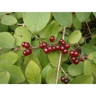 Lonicera xylosteum - Ükörkelonc