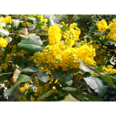 Mahonia aquifolium – Kerti mahónia