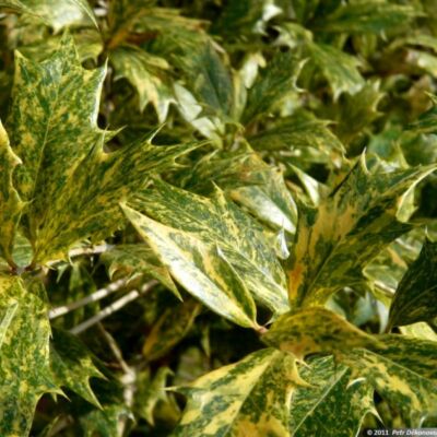 Osmanthus heterophyllus 'Tricolor' - Változékony illatvirág