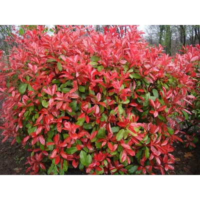 Photinia fraseri 'Red Robin' - Korallberkenye