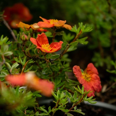 Potentilla fruticosa 'Red Ace' - Cserjés pimpó