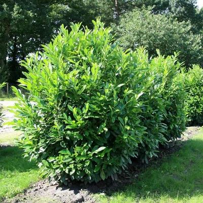 Prunus laurocerasus 'Parviformis' – Babérmeggy