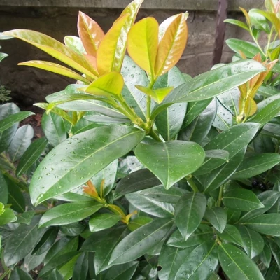 Prunus laurocerasus 'Baumgartner' - Baumgartner babérmeggy