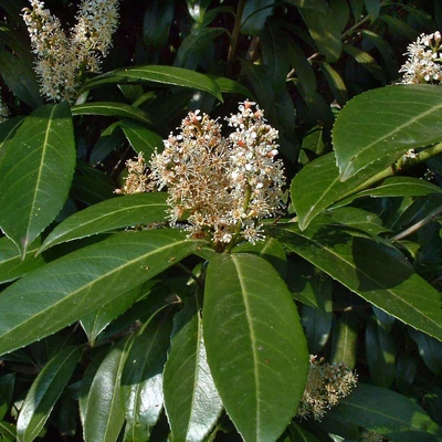 Prunus laurocerasus 'Caucasica Darts' – Babérmeggy