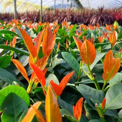 Prunus laurocerasus 'Copperbell' ® – Babérmeggy