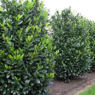 Prunus laurocerasus 'Diana' – Babérmeggy