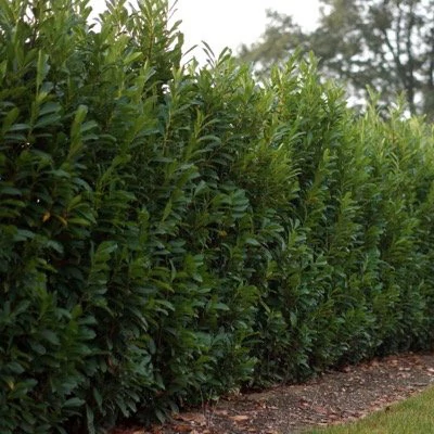 Prunus laurocerasus 'Elly' – Babérmeggy