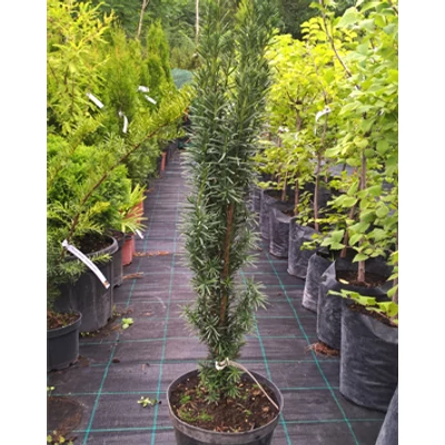 Taxus baccata 'Fastigiata' - Oszlopos tiszafa