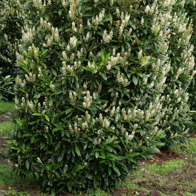 Prunus laurocerasus 'Green Torch' – Oszlopos babérmeggy