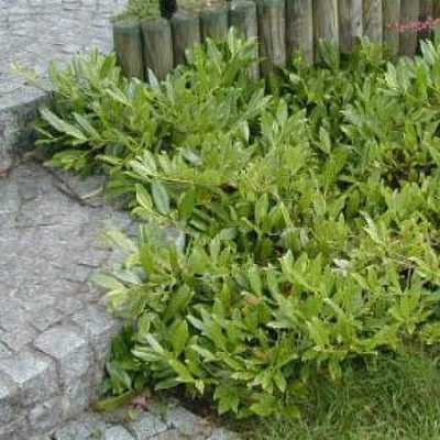 Prunus laurocerasus 'Grüner Teppich' (syn.: 'Green Carpet') – Babérmeggy