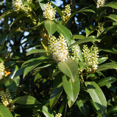 Prunus laurocerasus 'Herbergii' – Babérmeggy