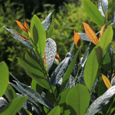 Prunus laurocerasus 'Hibani' – Közönséges babérmeggy