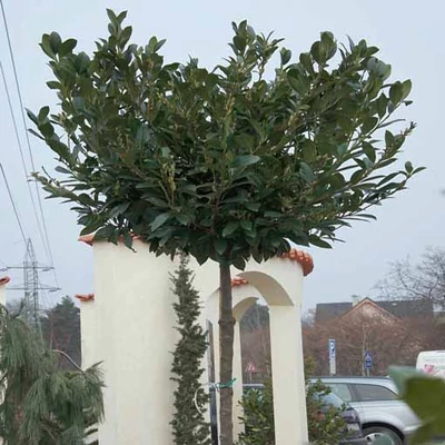 Prunus laurocerasus 'Mano' - Magastörzsű babérmeggy