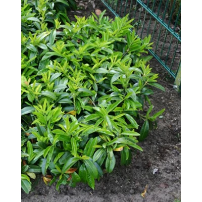 Prunus laurocerasus 'Mount Vernon' – Törpe babérmeggy