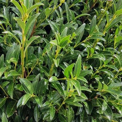 Prunus laurocerasus 'Sofia'® – Babérmeggy