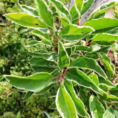 Prunus lusitanica 'Variegata' – Tarka levelű portugál babérmeggy