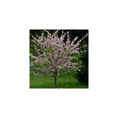 Prunus triloba 'Multiplex' - Babarózsa törzsre oltva