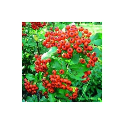 Pyracantha coccinea 'Red Column' - Pirosbogyójú tűztövis