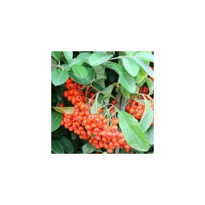 Pyracantha 'Mohave' - Tűztövis