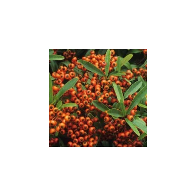 Pyracantha coccinea 'Orange Glow' - Tűztövis