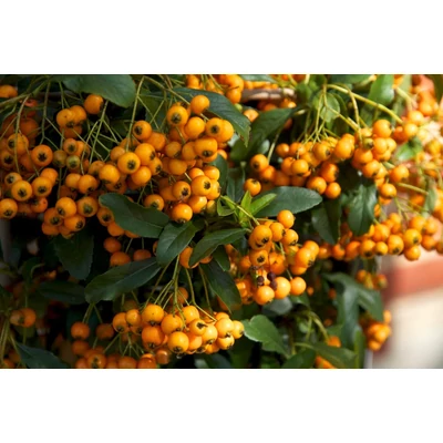 Pyracantha coccinea 'Golden Charmer' - Sárga bogyójú tűztövis