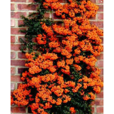 Pyracantha x 'Orange Charmer' - Narancsbogyójú tűztövis
