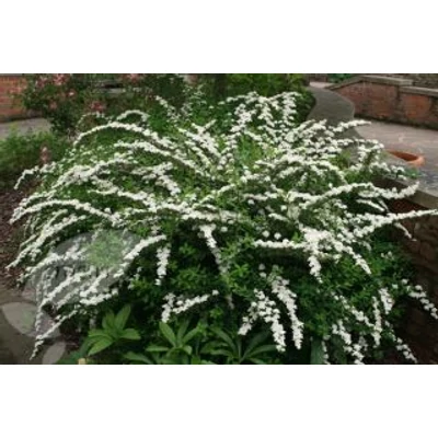 Spiraea nipponica 'Snowmound' - Nipponi gyöngyvessző