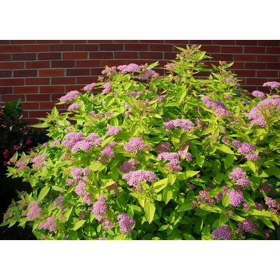 Spiraea japonica 'Golden Princess' - Aranylevelű japán gyöngyvessző