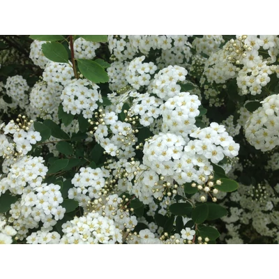 Spiraea x vanhouttei - Közönséges gyöngyvessző