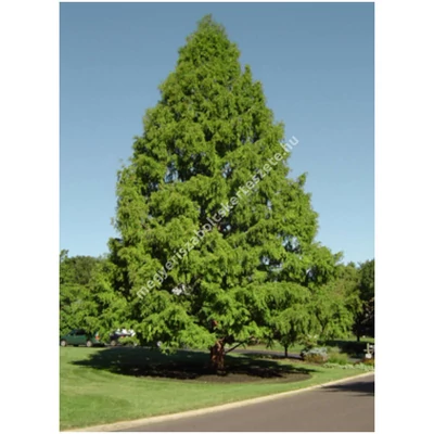 Taxodium distichum - Amerikai mocsárciprus (extra méretű koros)