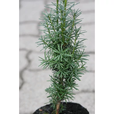 Taxus baccata 'Dárda' - Közönséges tiszafa 'Dárda'